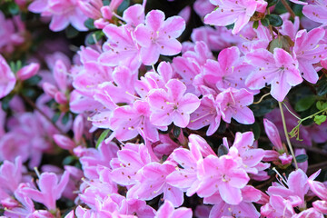 Pink and white Rhododendron azalea ‘Kermesinum Rose’ in flower.