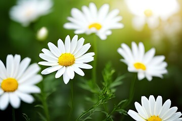 Fototapeta premium White daisy chamomile flowers background.