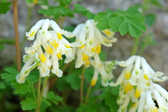 White Pseudofumaria alba, the plant formerly known as Corydalis ochroleuca, in flower.