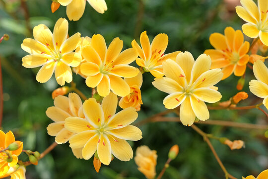 Yellow Columbian Bitterroot, Lewisia columbiana, &lsquo;Starburst&rsquo; in flower.