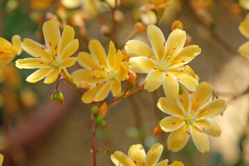 Yellow Columbian Bitterroot, Lewisia columbiana, &lsquo;Starburst&rsquo; in flower.