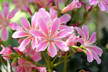Pink Lewisia cotyledon Sunset Group, common names Siskiyou lewisia and cliff maids, in flower.