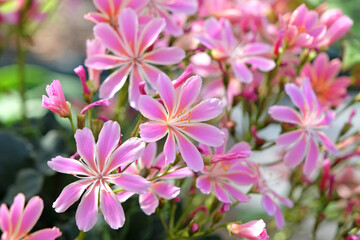 Pink Lewisia cotyledon Sunset Group, common names Siskiyou lewisia and cliff maids, in flower.