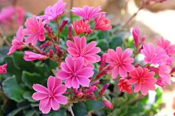 Obraz premium Pink Lewisia cotyledon Regenbogen, common names Siskiyou lewisia and cliff maids, in flower.