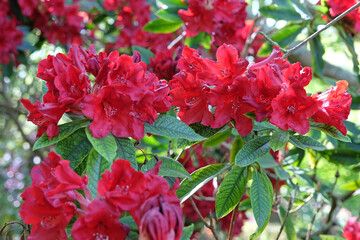 Red Rhododendron azalea ‘Thunderstorm’ in flower.