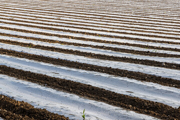 Rows of protective plastic in farmland in Sussex