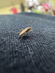 grasshopper on the ground