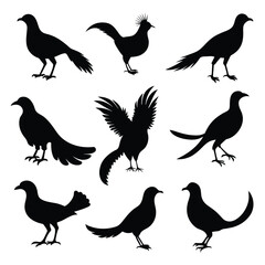 Set of greater coucal animal Silhouette Vector on a white background