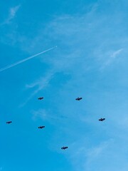 birds in flight and aeroplane in the background 