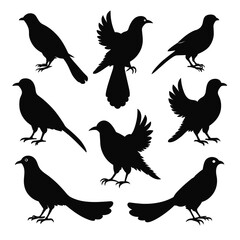Set of greater coucal animal Silhouette Vector on a white background