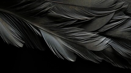 feather grey black background