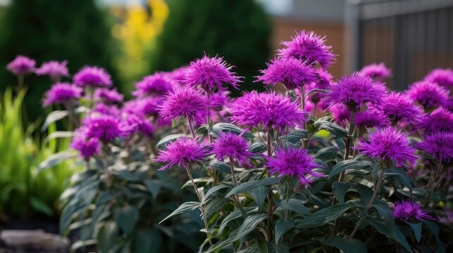 garden purple monarda