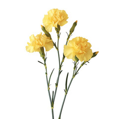 Three yellow flowers with green stems. The flowers are in a row and are the same size