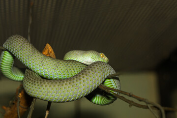 The snake (green pit viper) is rest on the stick tree