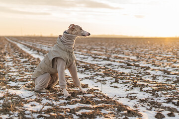 Cute whippet sighthound dog sitting fully clothed in a snowy field at sunset