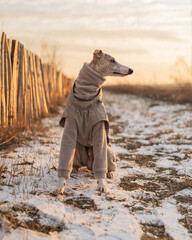Beautiful fawn brindle whippet sitting next to a wooden fence on a winter afternoon, wearing a warm...
