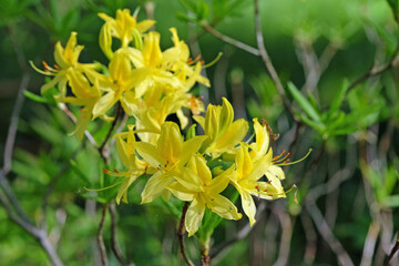 Rhododendron luteum, the yellow azalea or honeysuckle azalea in flower.