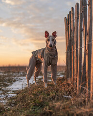 Beautiful fawn brindle whippet standing next to a wooden fence on a winter afternoon, wearing warm...