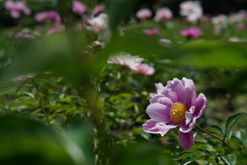 Faint Pink Flowers of Peony in Full Bloom