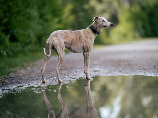 Cute fawn brindle whippet standing in a puddle with a reflection of him