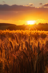 Golden sunrise over an agro field 