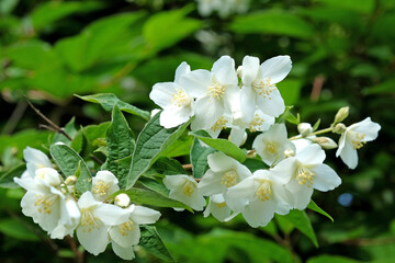 White Philadelphus coronarius, or Mock Orange, in flower.