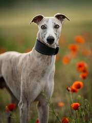 Portrait of a cream brindle whippet in a poppy field