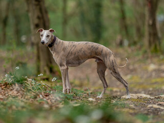 Beautiful blue fawn brindle whippet standing in the forest