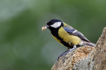 Fototapeta premium Cute wild great tit (Parus major) bringing insects to the nest. Image with space for text. Small and common garden bird with vibrant colors hunting insects to feed its offspring. Madrid, Spain.