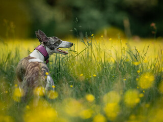 Portrait of a beautiful brindle and white young whippet, surrounded by yellow flowers
