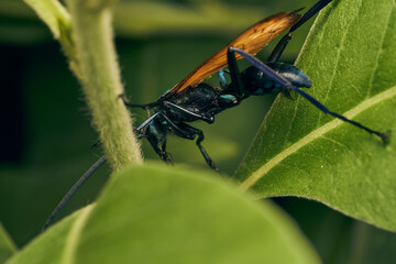 Una avispa caza tarantulas posada sobre una hoja verde. Pepsini