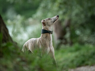 Beautiful portrait of a blue fawn brindle whippet surrounded by green nature, begging