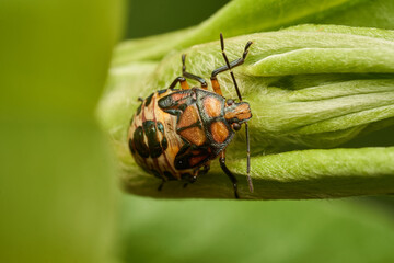 brown and red stink bug perched on a green leaf