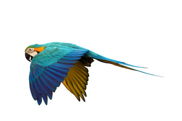 Colorful flying Blue and Gold Macaw parrot isolated on transparent background png file