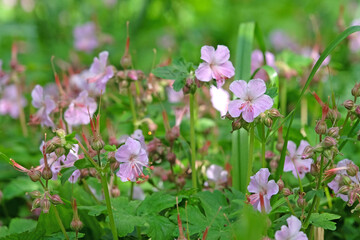 Daily pale pink Geranium macrorrhizum ‘Ingwersen's Variety’, also known as bigroot geranium,...