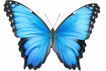 vibrant blue butterfly with black-edged wings spread open against a plain white background