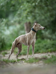 Beautiful portrait of a blue fawn brindle whippet surrounded by green nature, side view