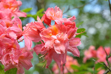 Pink and orange Rhododendron azalea ‘Mount Saint Helen’s’ in flower.