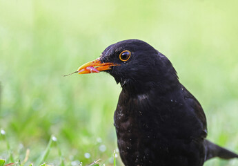 Close up of a beautiful male common blackbird (Turdus merula) hunting worms. Garden bird background image of an european blackbird bringing insects to its offspring in the nest. Spain.