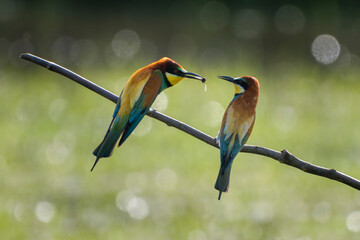 Couple of European bee-eater (Merops apiaster) on a branch. The male is offering a bee to the female. Isola della Cona, Friuli Venezia Giulia, Italy. Copy space image.	
