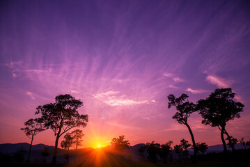 Purple sunrise sky tropical tree field in sunny morning. Silhouette tree pink purple dawn sky in...