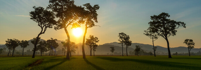 Banner Sunbeam shining through tree sunny ray lens flare sunlight amazing landscape beauty in...