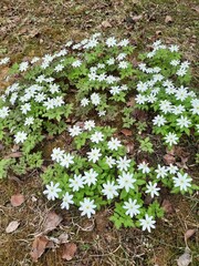 flowers in the garden