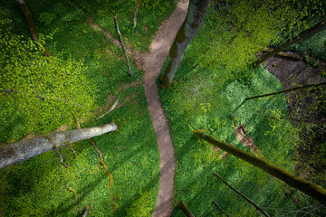 aerial view of a trail through the forest