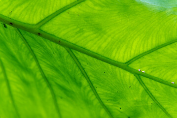 Green leaf background textures ecology garden on tropical rain forest jungle banana leaves palm...