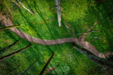 forest trail seen from above