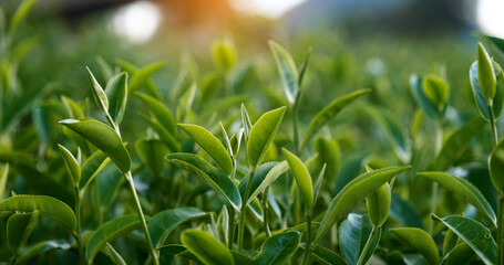 Fresh Green tea tree leaves in eco herbal farm. Tree tea plantations in morning sun light....