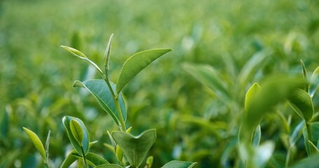 Green tea tree leaves field young tender bud herbal Green tea tree in camellia sinensis organic farm. Close up Fresh Tree tea plantations mountain green nature in herbal farm plant background morning