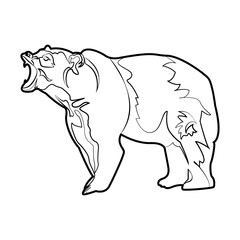Bear illustration PNG