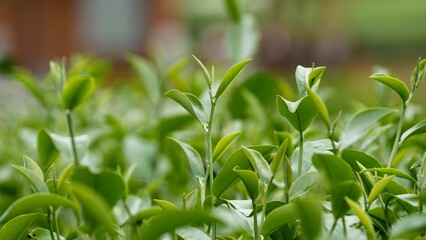 Green tea tree leaves field young tender bud herbal Green tea tree in camellia sinensis organic...